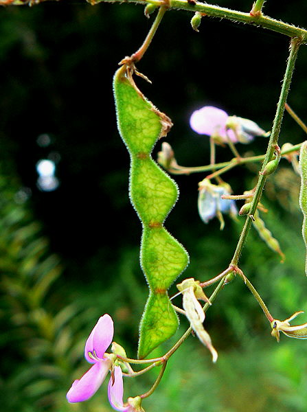 d0091754_251914.jpg