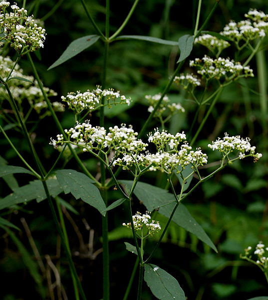 d0091754_38444.jpg