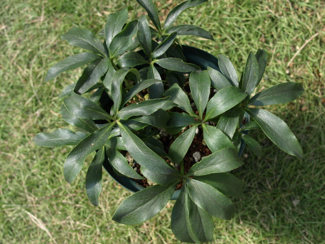 e0105760_23205284.jpg