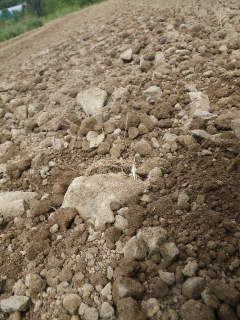 f0055264_20191427.jpg