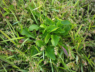 e0066586_1546246.jpg