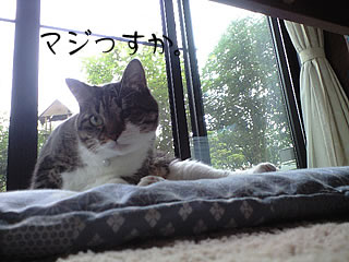 c0035001_17481566.jpg