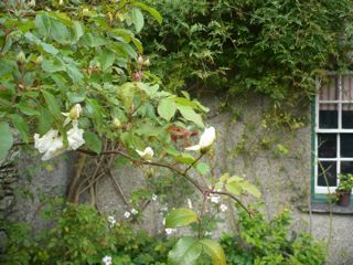 c0203401_1753658.jpg