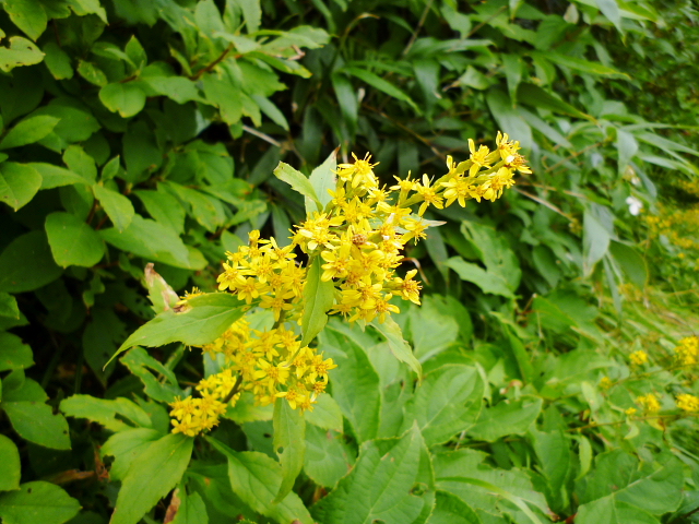 d0170615_931781.jpg