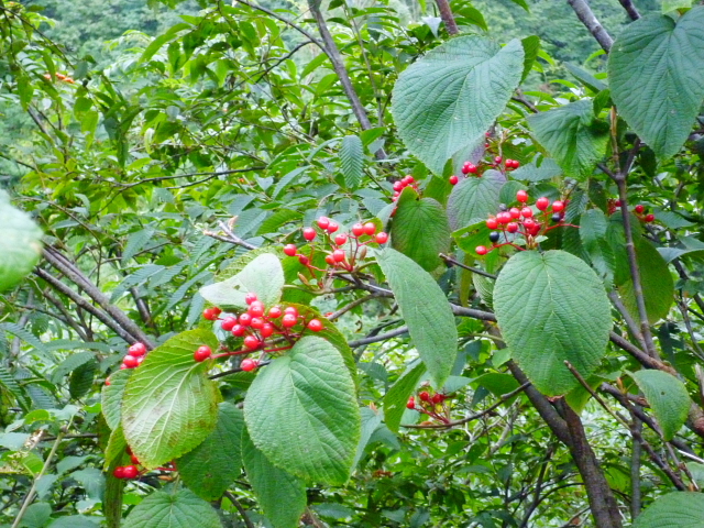 d0170615_9321059.jpg