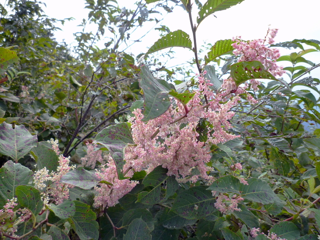 d0170615_9324419.jpg