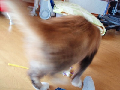 c0145016_1755161.jpg