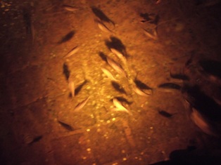 c0207322_10194990.jpg