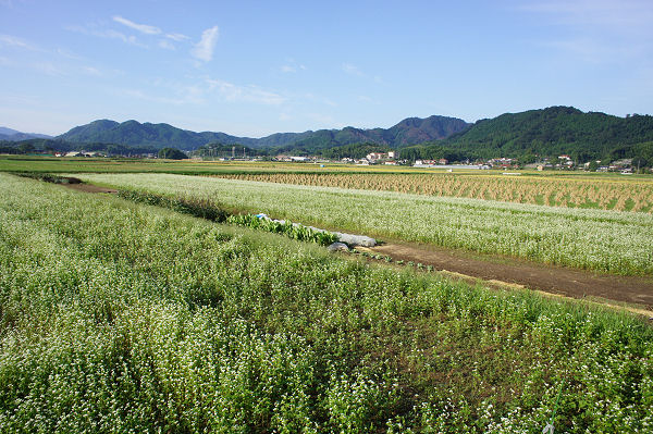 f0007926_1059489.jpg