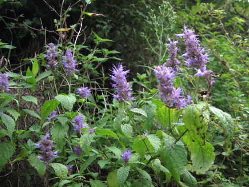 c0179351_10545627.jpg