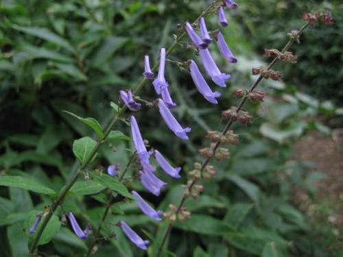 c0179351_112726.jpg