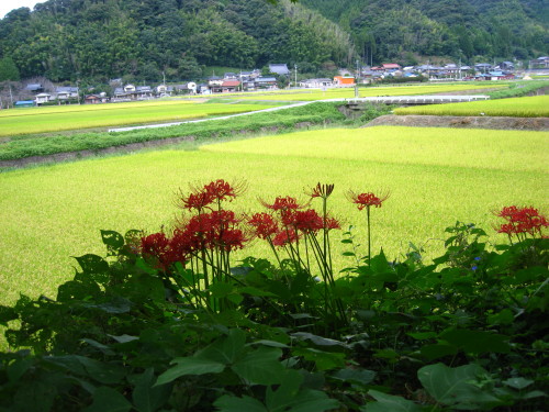 c0179351_1193151.jpg