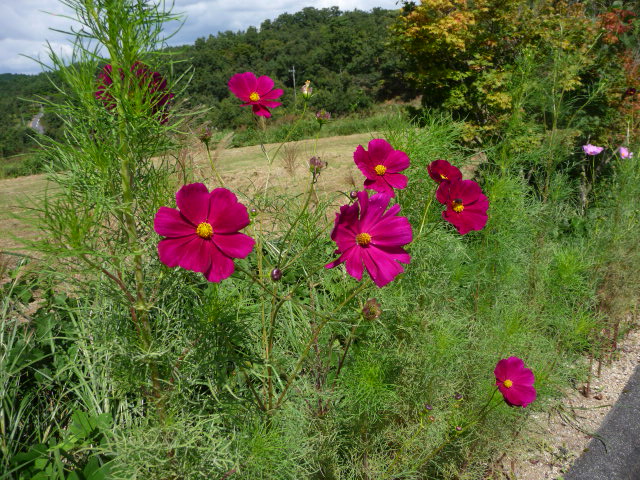 f0198253_23144659.jpg