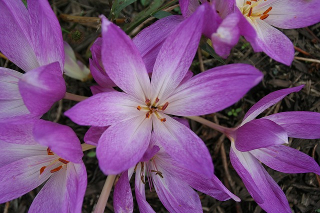 c0092263_12454799.jpg