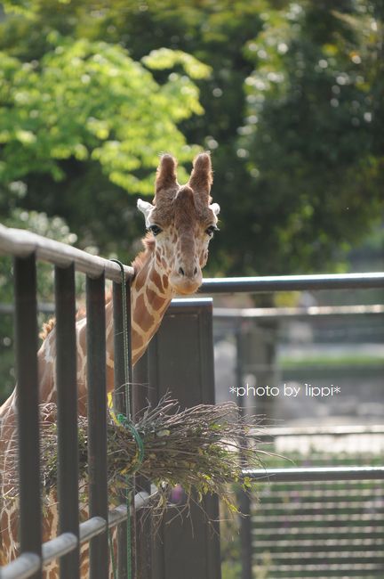 Giraffe blog : <b>キリン</b>輸送大作戦！