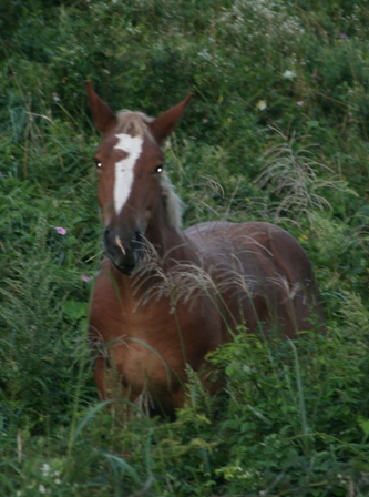 f0088569_9383584.jpg