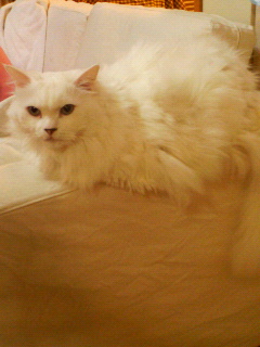 c0162773_13415634.jpg