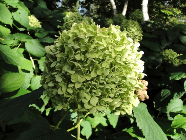 c0183777_16595559.jpg