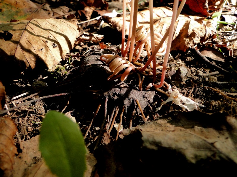 c0183777_8315787.jpg
