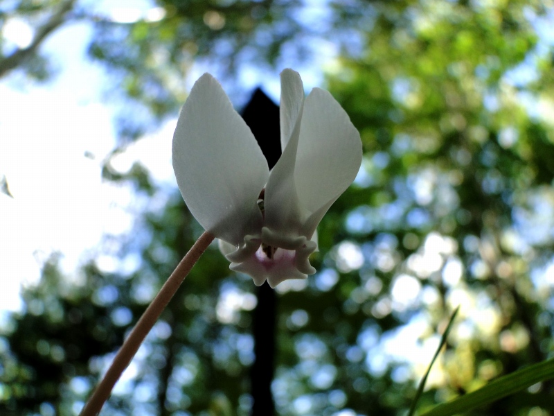 c0183777_8341788.jpg