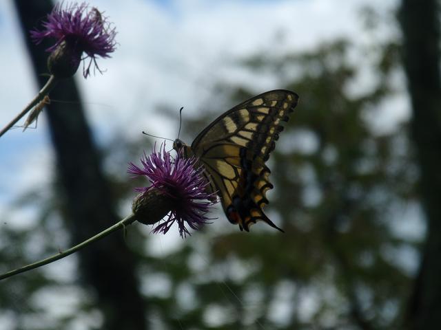 b0053478_22294078.jpg
