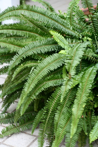 e0154682_028078.jpg