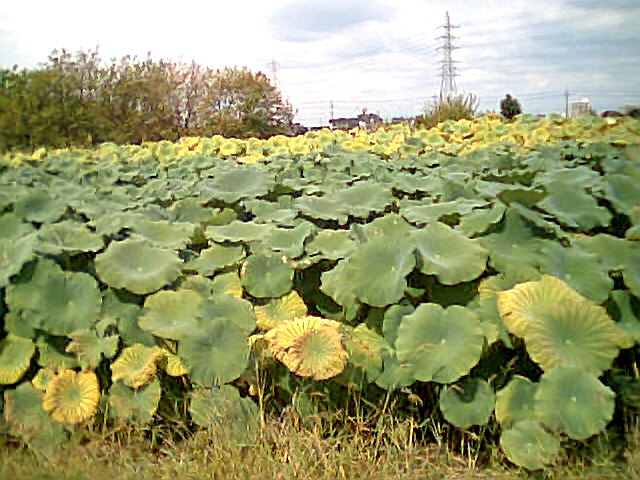 d0007286_17315024.jpg