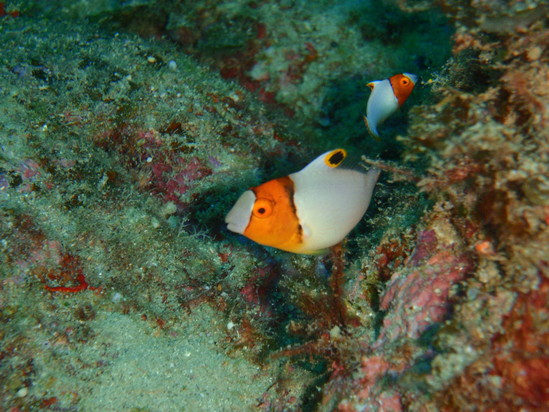 a0100798_2156217.jpg