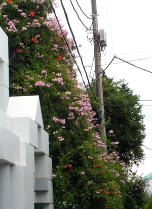 c0048023_7212581.jpg