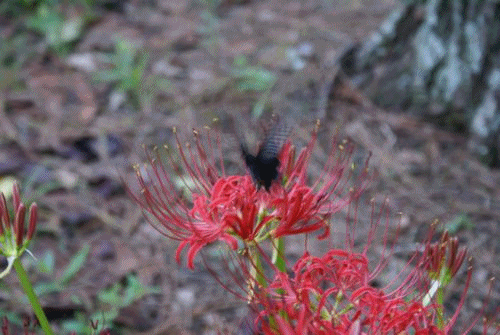 f0031546_20561847.gif