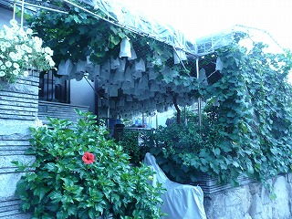 b0096463_131652100.jpg