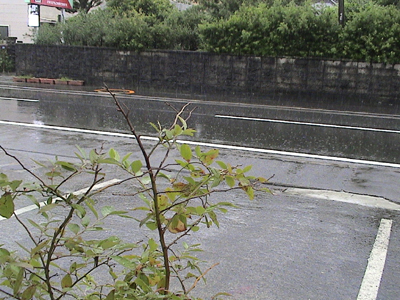 d0159669_950349.jpg