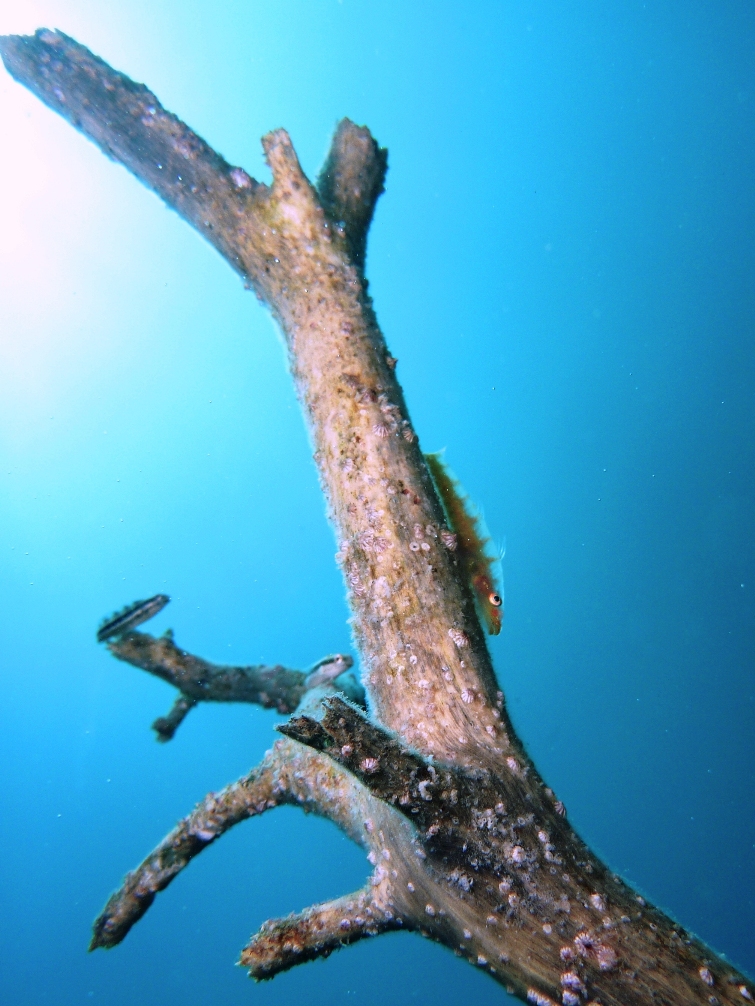 c0181073_77598.jpg