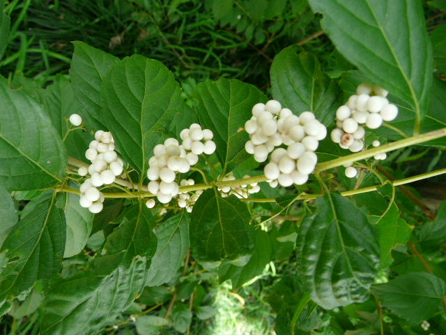 e0145782_17112366.jpg