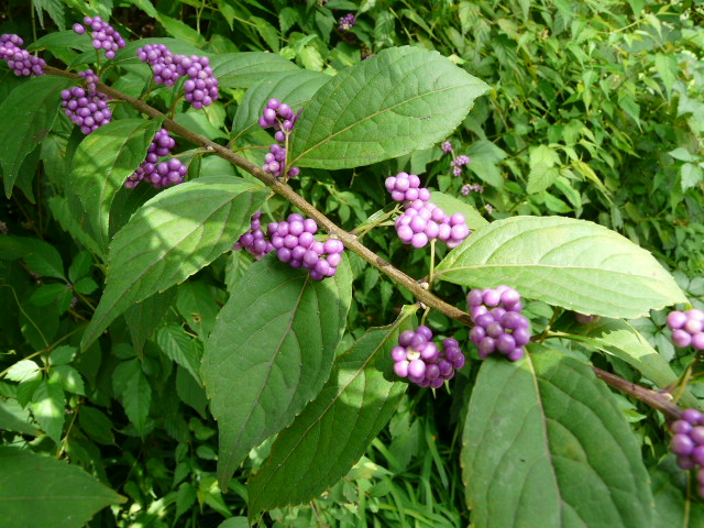 e0145782_17115338.jpg