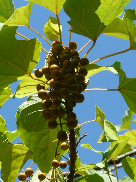 e0145782_1712427.jpg