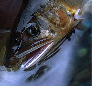 c0038290_14302540.jpg