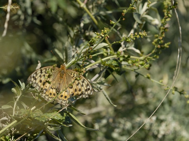 b0194593_2317440.jpg