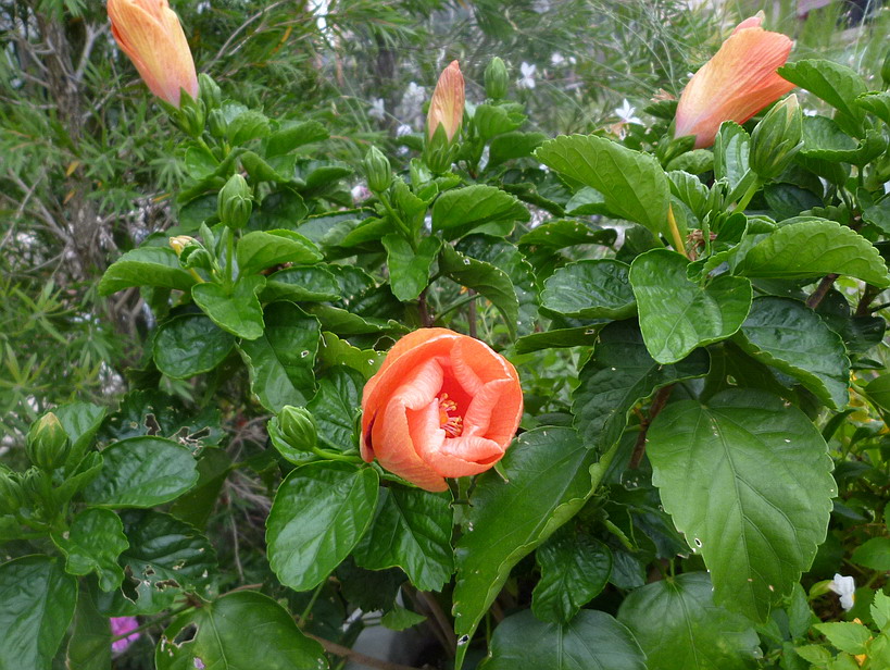 c0138198_833290.jpg