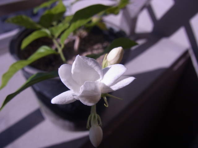 a0091907_2043487.jpg
