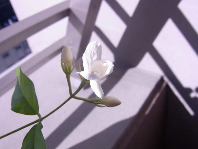 a0091907_2043534.jpg