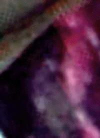 e0103408_14241499.gif