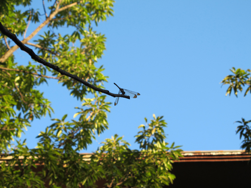 a0101715_10374987.jpg