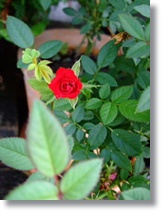 e0136420_9261560.jpg