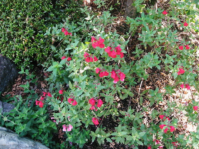 a0149240_22224154.jpg