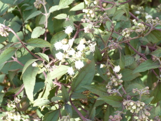 b0200240_1014966.jpg