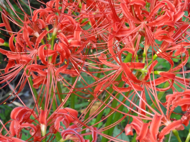 c0108460_23454018.jpg