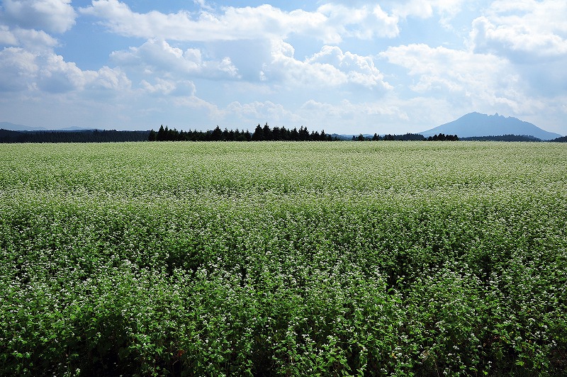 b0131167_11201845.jpg