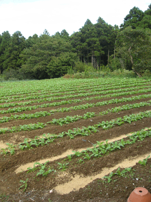 d0050871_16421471.gif