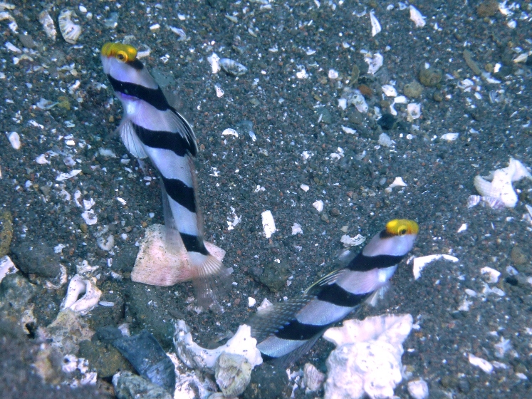 c0181073_205947.jpg
